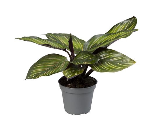 <h4>CALATHEA MAKOYANA P6 MEILI</h4>