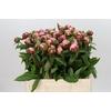 Paeonia Gardenia
