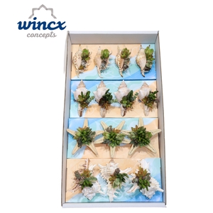 Concepts® - Uniqueshells Mix (m) Wincx Concepts®