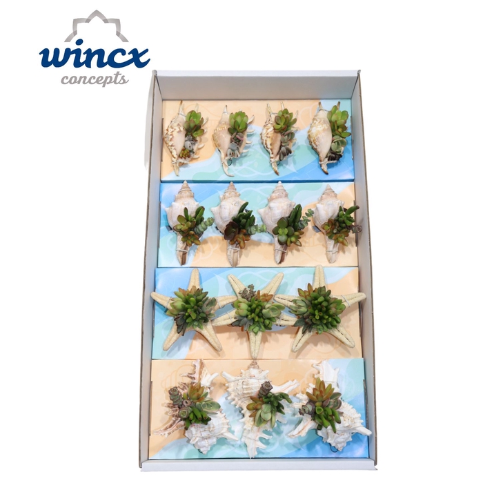 Concepts® - Uniqueshells Mix (m) Wincx Concepts®