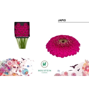 Germini Pomponi Japio Diamond per kaart