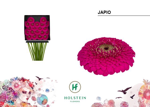 <h4>Germini Pomponi Japio Diamond per kaart</h4>