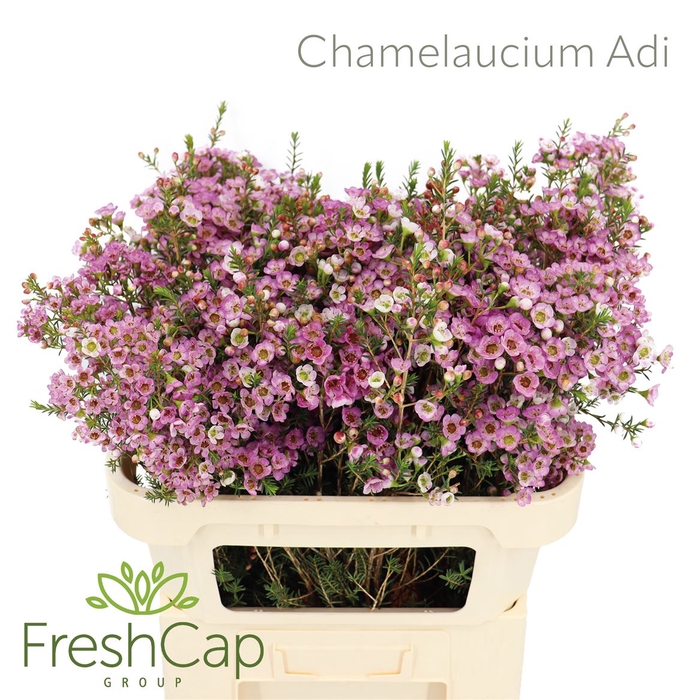 <h4>Chamelaucium Adi</h4>