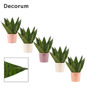 Sansevieria Zeylanica Fan 6 cm in Maui (Party love-collection)
