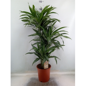 Dracaena fr de 'Ulises'
