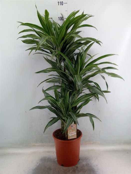 <h4>Dracaena fr de 'Ulises'</h4>