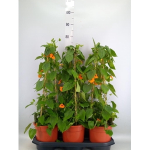 Thunbergia  'Suzie Orange wEye'