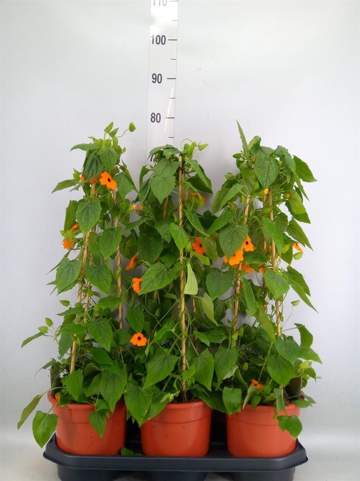 <h4>Thunbergia  'Suzie Orange wEye'</h4>