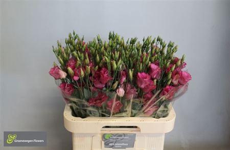 <h4>Eus G Mariachi Carmine</h4>