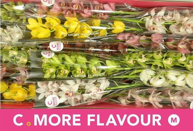 <h4>CYMB MI GEM</h4>