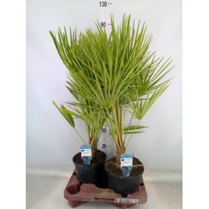 Chamaerops humilis