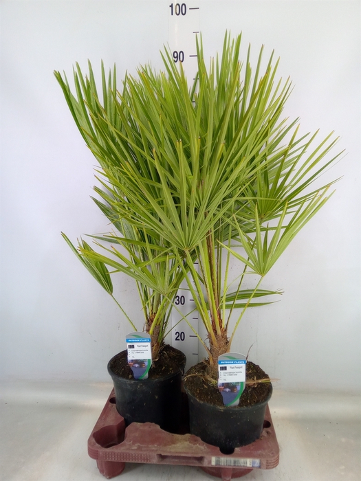 <h4>Chamaerops humilis</h4>