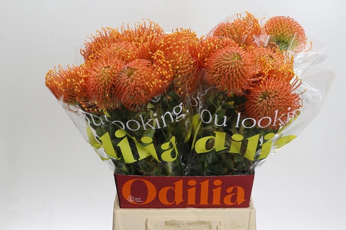 Nutans Ayoba Orange Zest