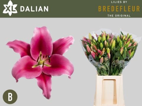 <h4>Li Or Dalian 2+ Bredefleur</h4>