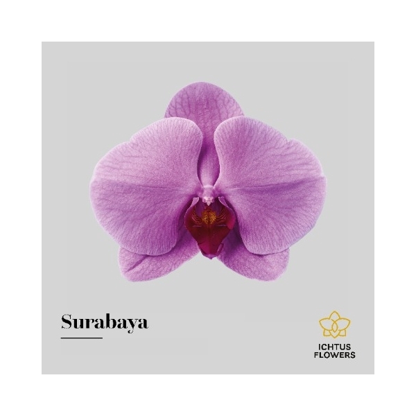 <h4>Phal Ant Surabaya - Ichtus Flowers</h4>