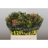 Kaaps Groen Cone Mix Large