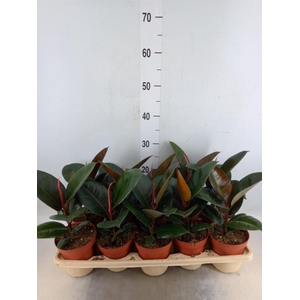 Ficus elastica 'Robusta'