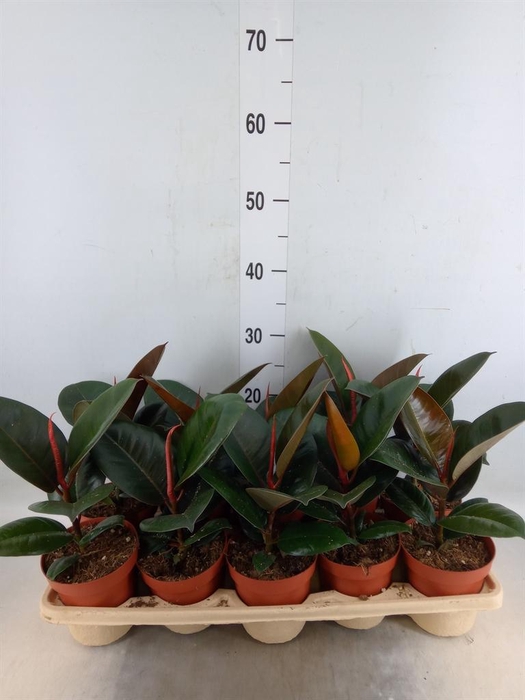 <h4>Ficus elastica 'Robusta'</h4>