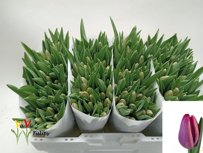 <h4>TU EN ANNACONDA</h4>