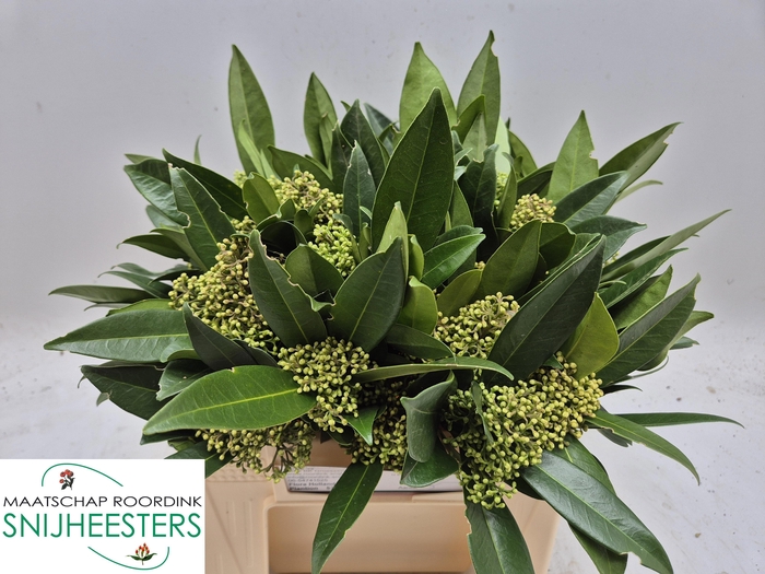 <h4>SKIM C KEW GREEN BS</h4>