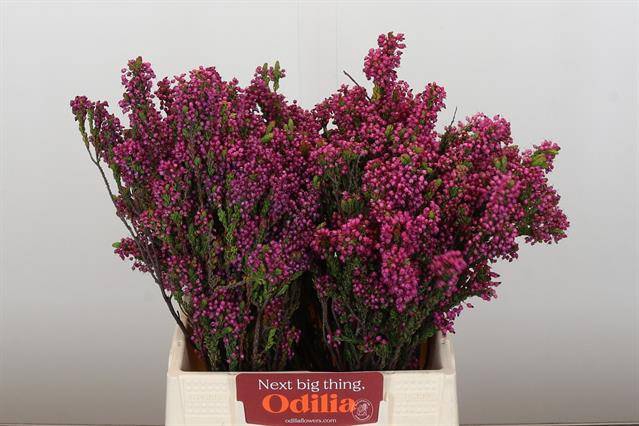 <h4>Cape green erica corifolia</h4>
