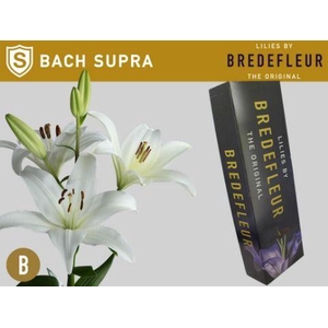LI LA BACH SUPRA QUALITY BOX