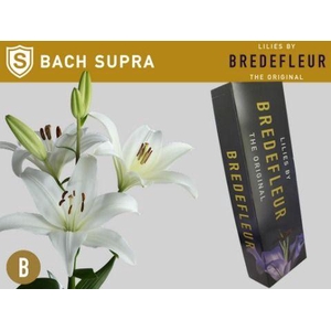 LI LA BACH SUPRA QUALITY BOX