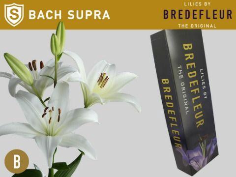 <h4>LI LA BACH SUPRA QUALITY BOX</h4>