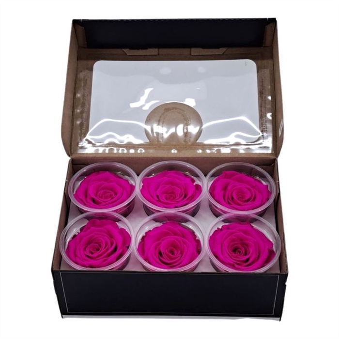 <h4>Rosa Preserved Xl Pin 04</h4>