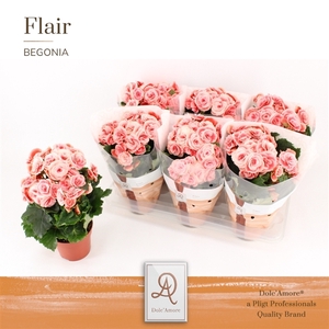 Begonia Borias P14 Dolc'Amore® Flair