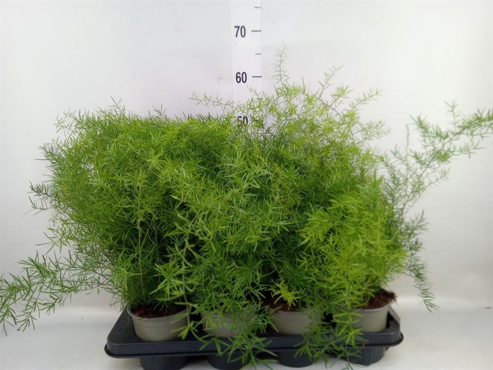 <h4>Asparagus dens. 'Sprengeri'</h4>