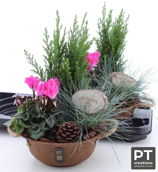 <h4>ARR TUINPLANTEN</h4>