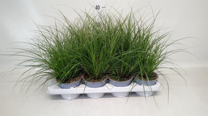 <h4>Carex brunnea</h4>