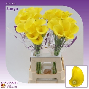 Calla Sunya | Heavy Quality