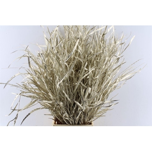 Grevillea Metal Platinum