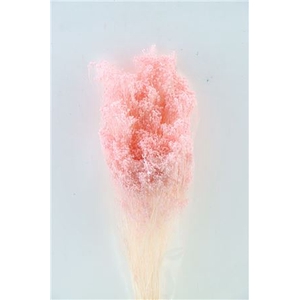 Dried Brooms L Pink Bunch