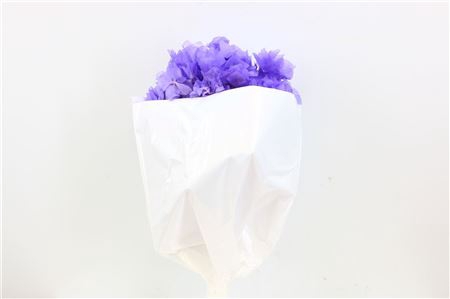 <h4>Pres Hydr Violet Bunch</h4>