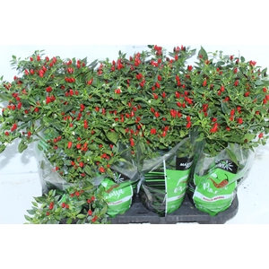 PIMENTA MALAGUETINHA P14