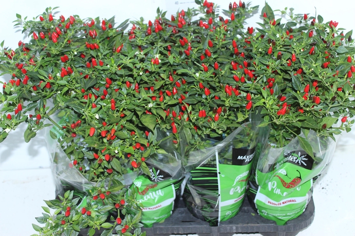 <h4>PIMENTA MALAGUETINHA P14</h4>