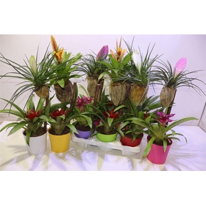 arr8 Bromelia Op Hout