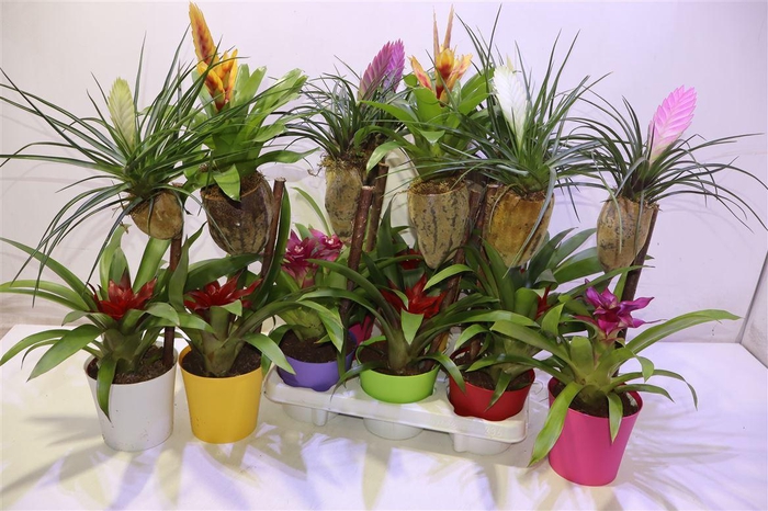 <h4>Bromelia Op Hout</h4>