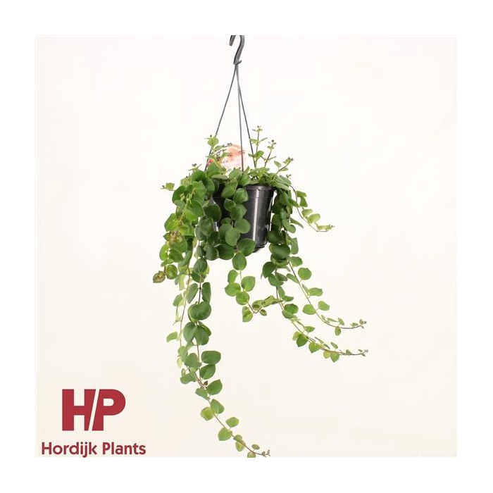 <h4>Aeschynanthus Pink Polka Groen</h4>