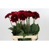 Dahlia Red Runner