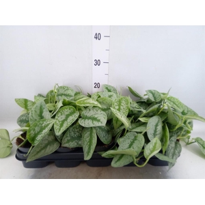 Scindapsus pictus 'Trebie'