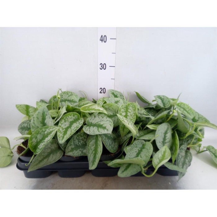 <h4>Scindapsus pictus 'Trebie'</h4>