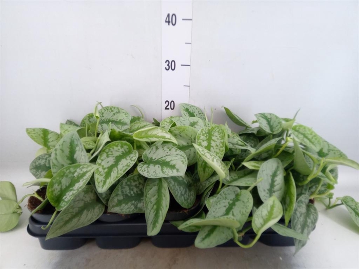 Scindapsus pictus 'Trebie'