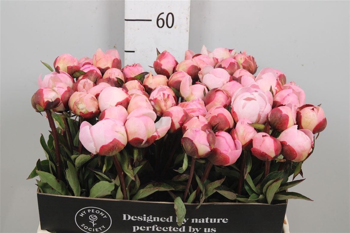 <h4>Paeo Gardenia</h4>