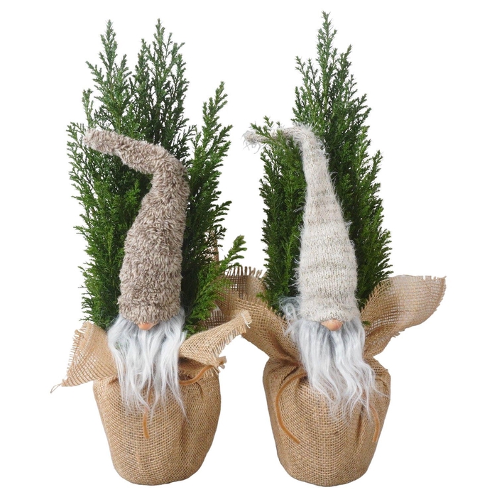 <h4>PTK25211 Ellwoodii in jute met decoratie</h4>