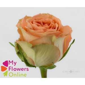 R Gr Country Home Peach 50cm EC