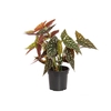 BEGONIA MACULATA SPOTLIGHT GREEN P13